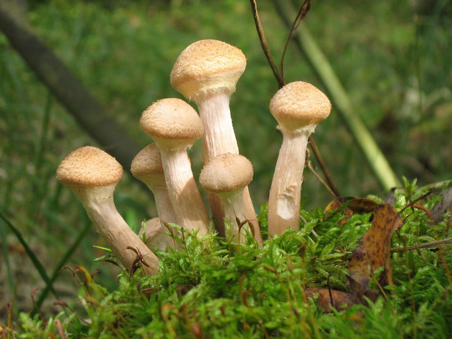 Пеньковые опята