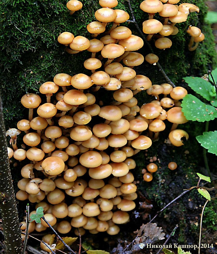 Kuehneromyces mutabilis