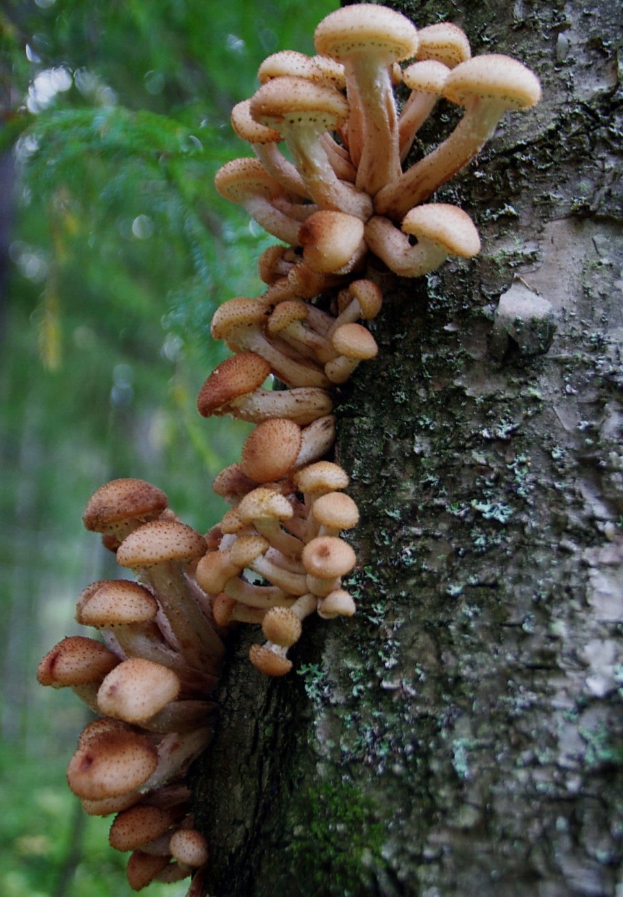 Лесные опята съедобные