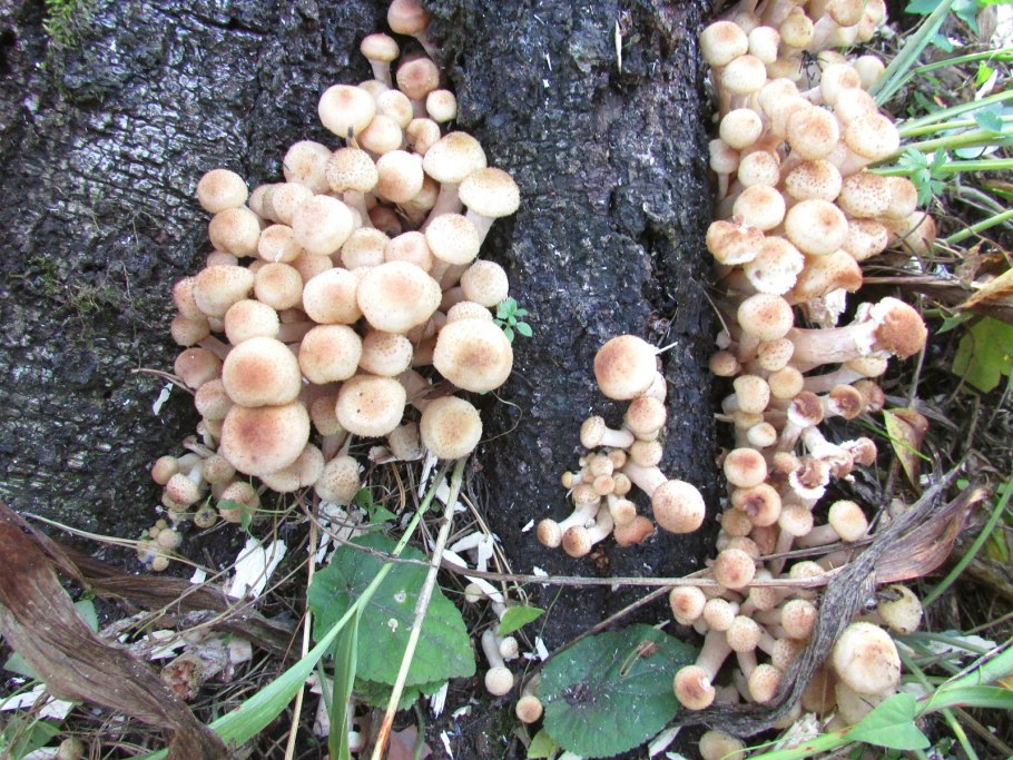 Опёнок осенний гниль