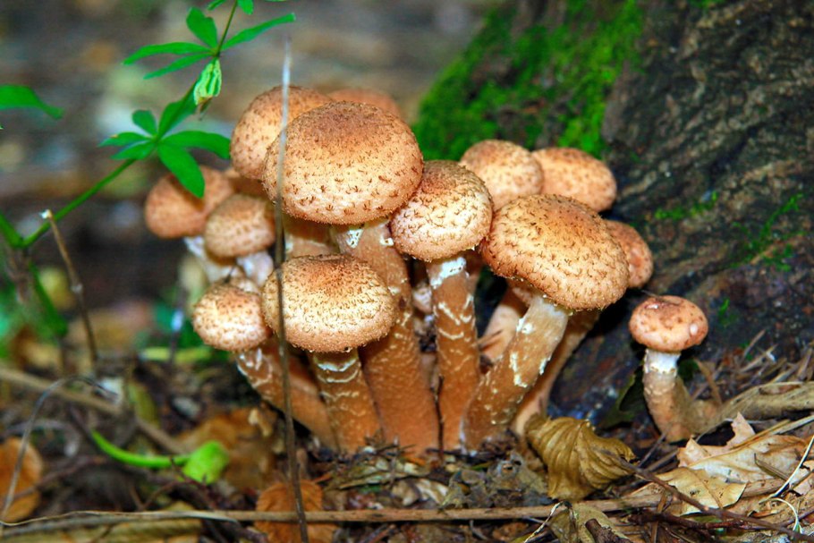 1. Armillaria mellea – опенок осенний