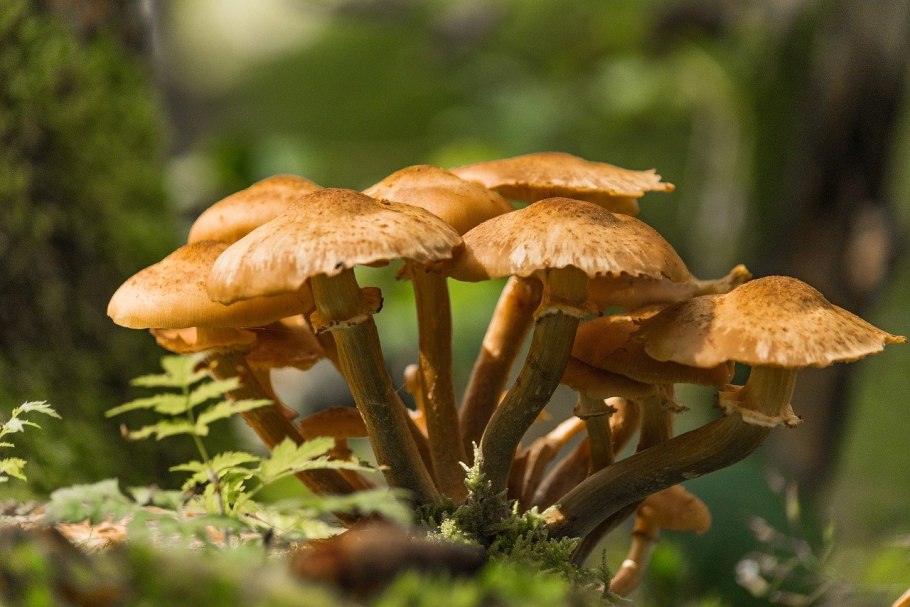 Опенок осенний (Armillaria mellea; Armillaria Borealis