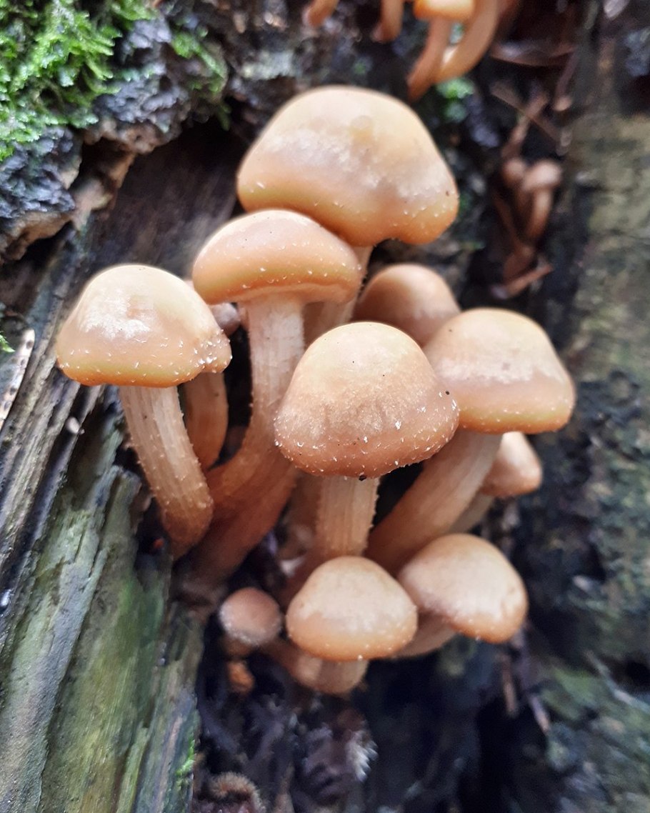 Летний опенок Kuehneromyces mutabilis
