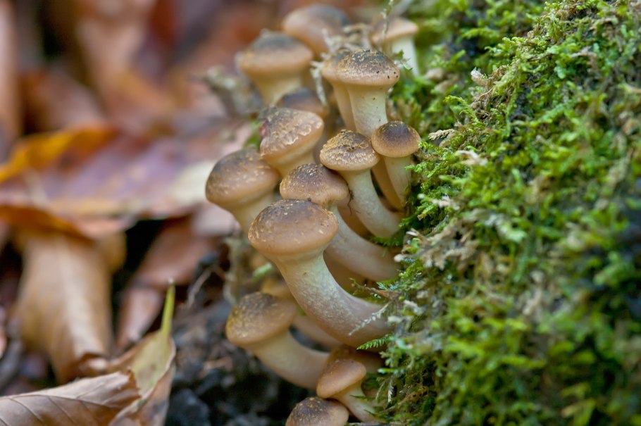 Осенние и зимние опята