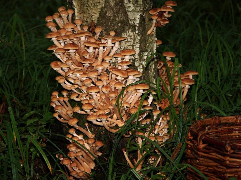 Опята семейство опят