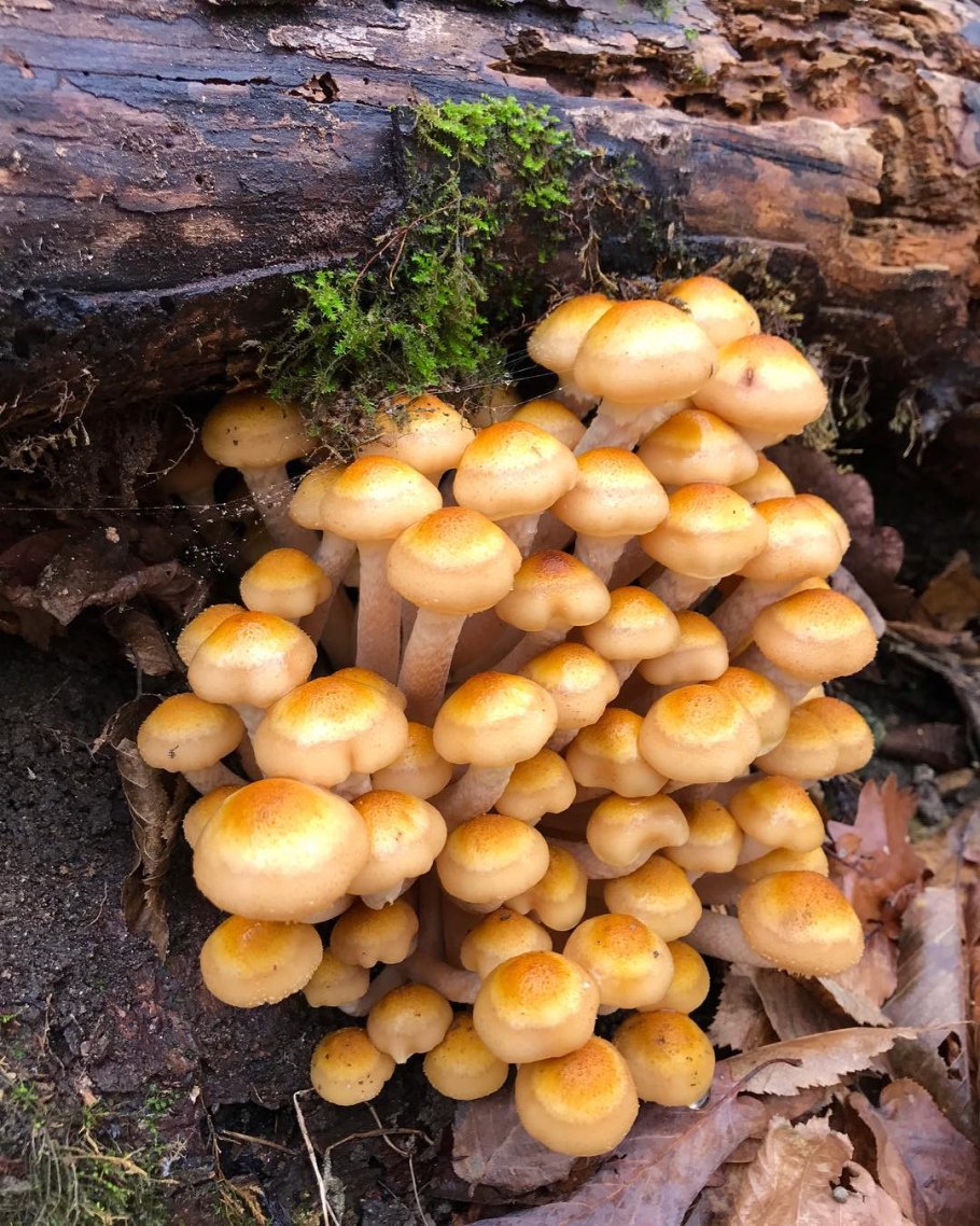 Грибы опята