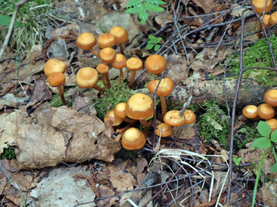 Маленькие летние опята