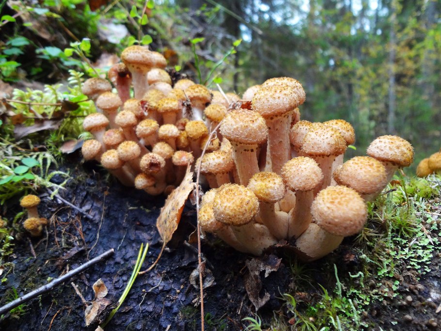 1. Armillaria mellea – опенок осенний