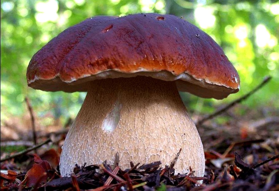 Boletus edulis – белый гриб