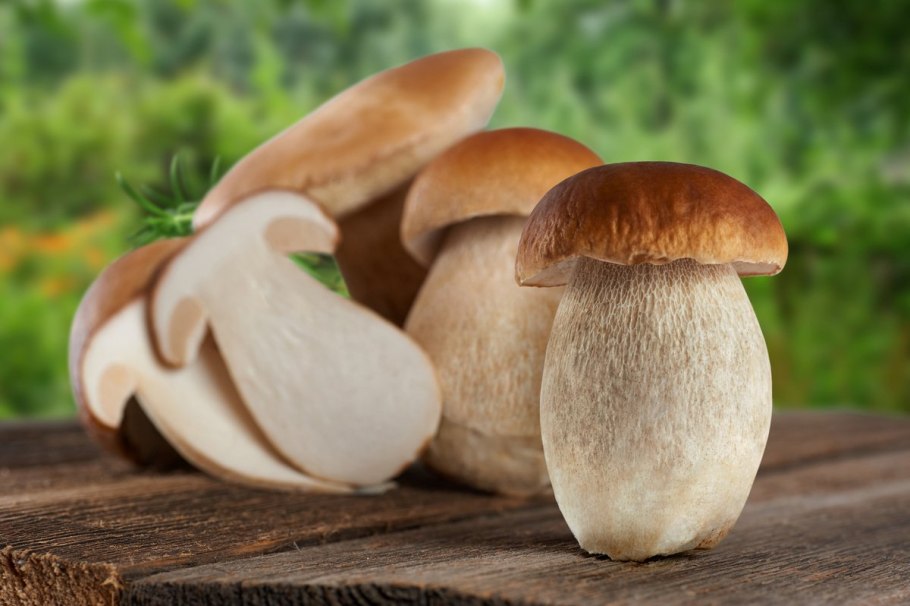 Boletus edulis – белый гриб