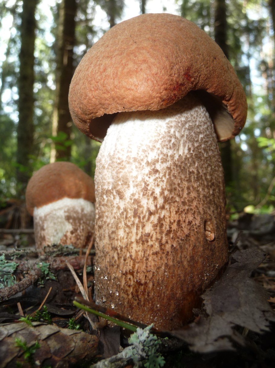 Боровик гриб и белый гриб