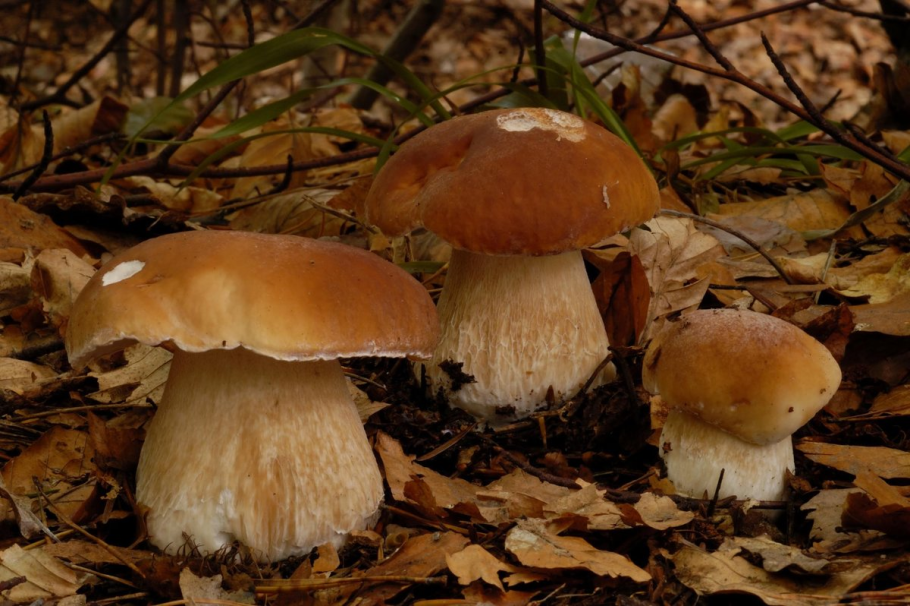 Гриб Боровик Сосновый