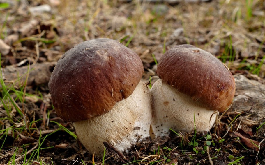Boletus edulis – белый гриб