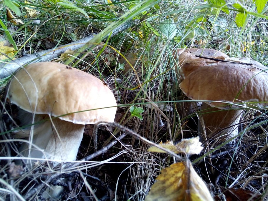 Собирать грибы