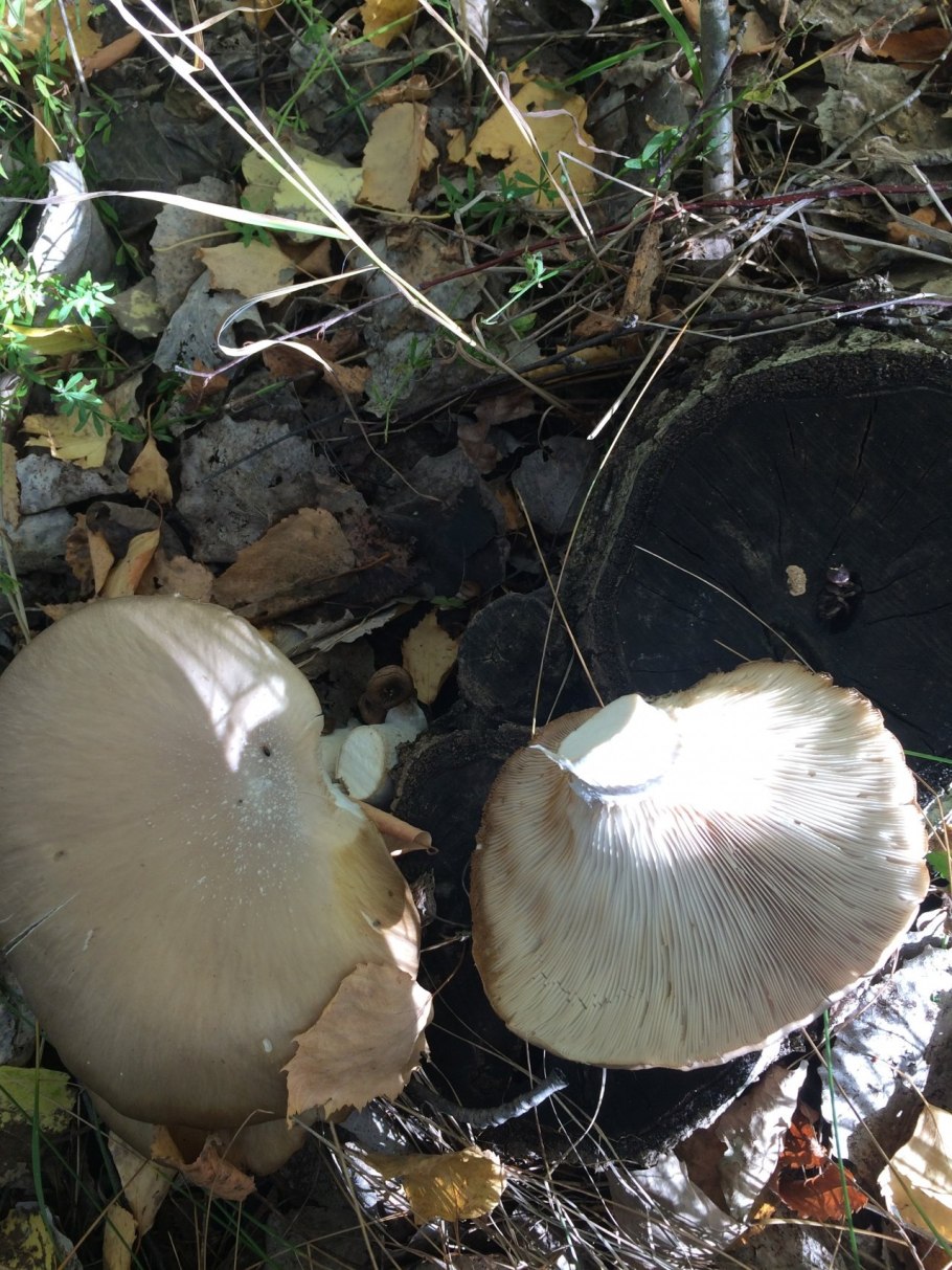 Подольховники грибы