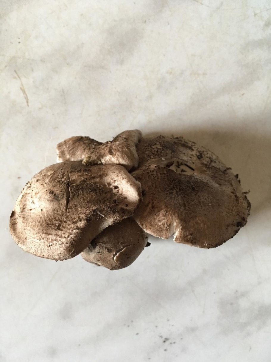 Гриб рядовка Тополевая