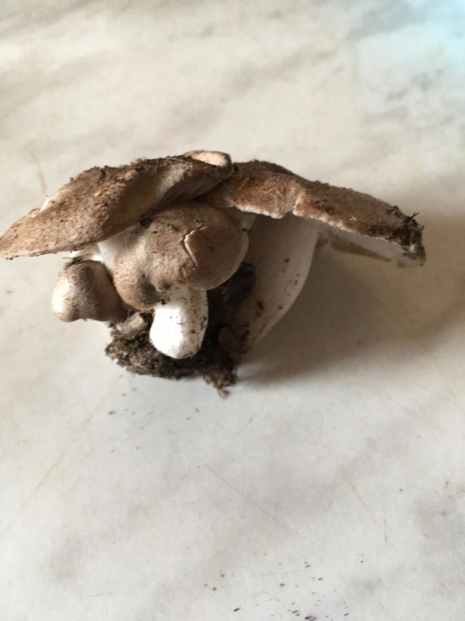 Рядовка Тополевая Tricholoma populinum