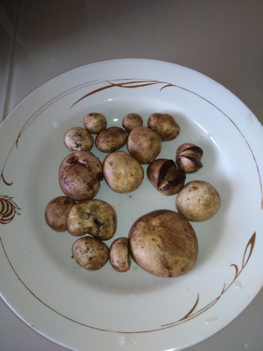 Песчаник рядовка Тополиная