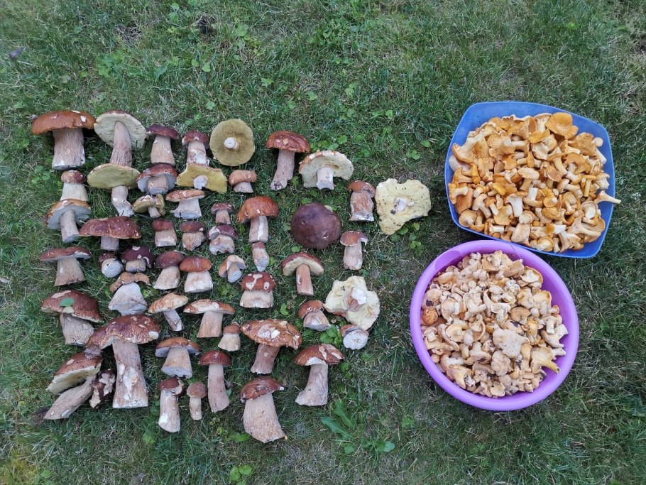 После сбора грибов