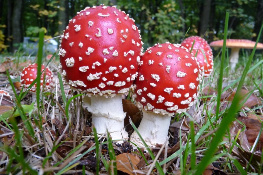 Аманита мускария