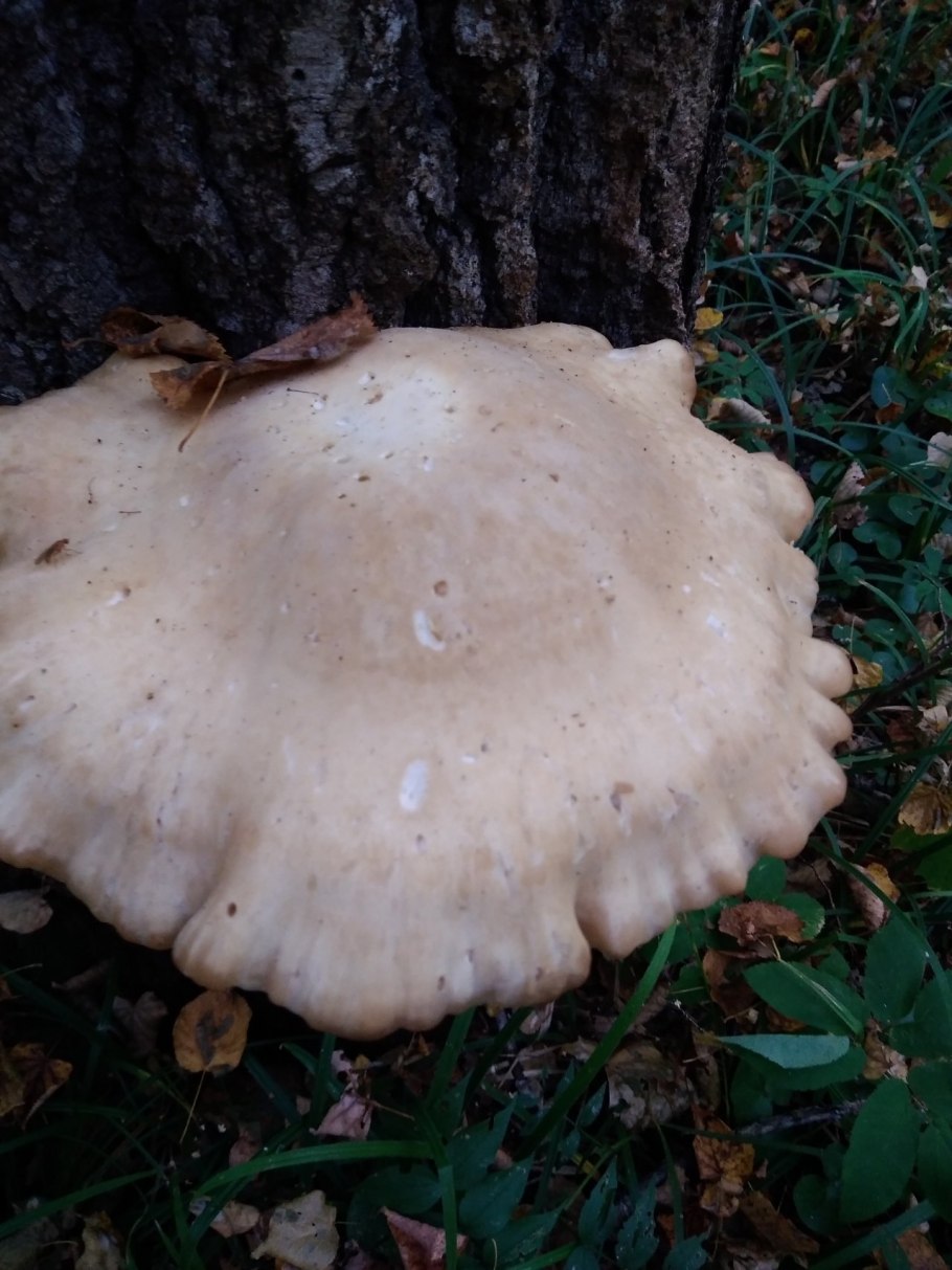 Гипсизигус ильмовый Hypsizygus ulmarius