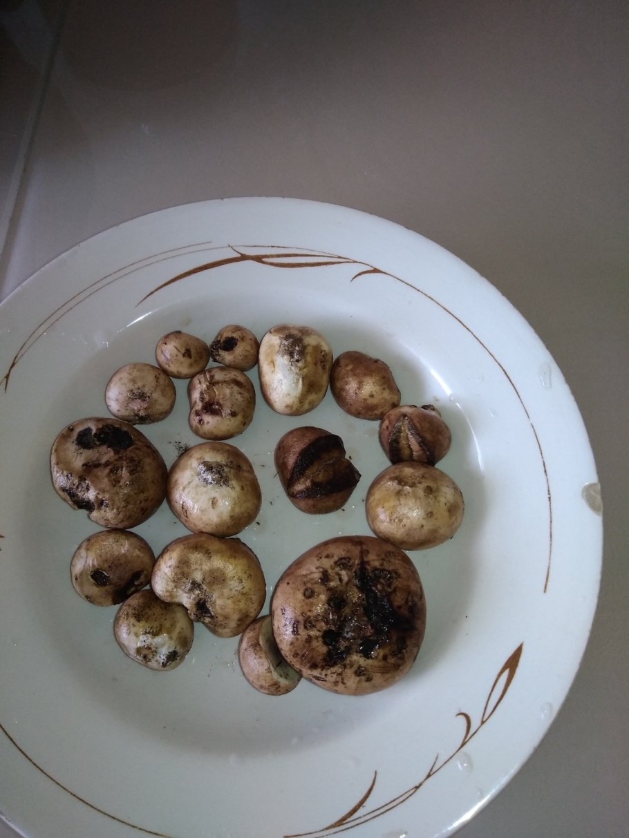 Боровик коренастый