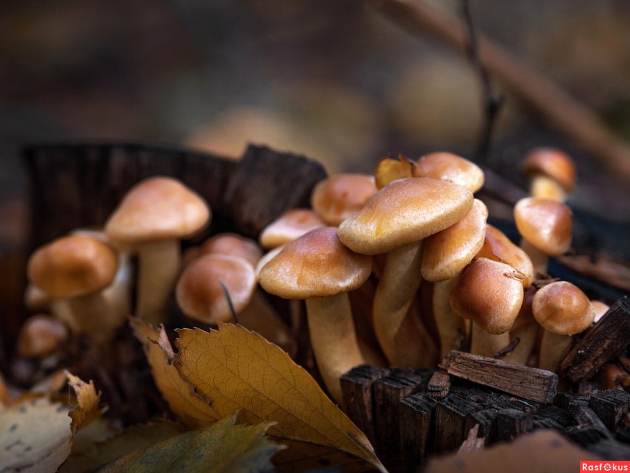 Грибы волнушки Ленинградская область