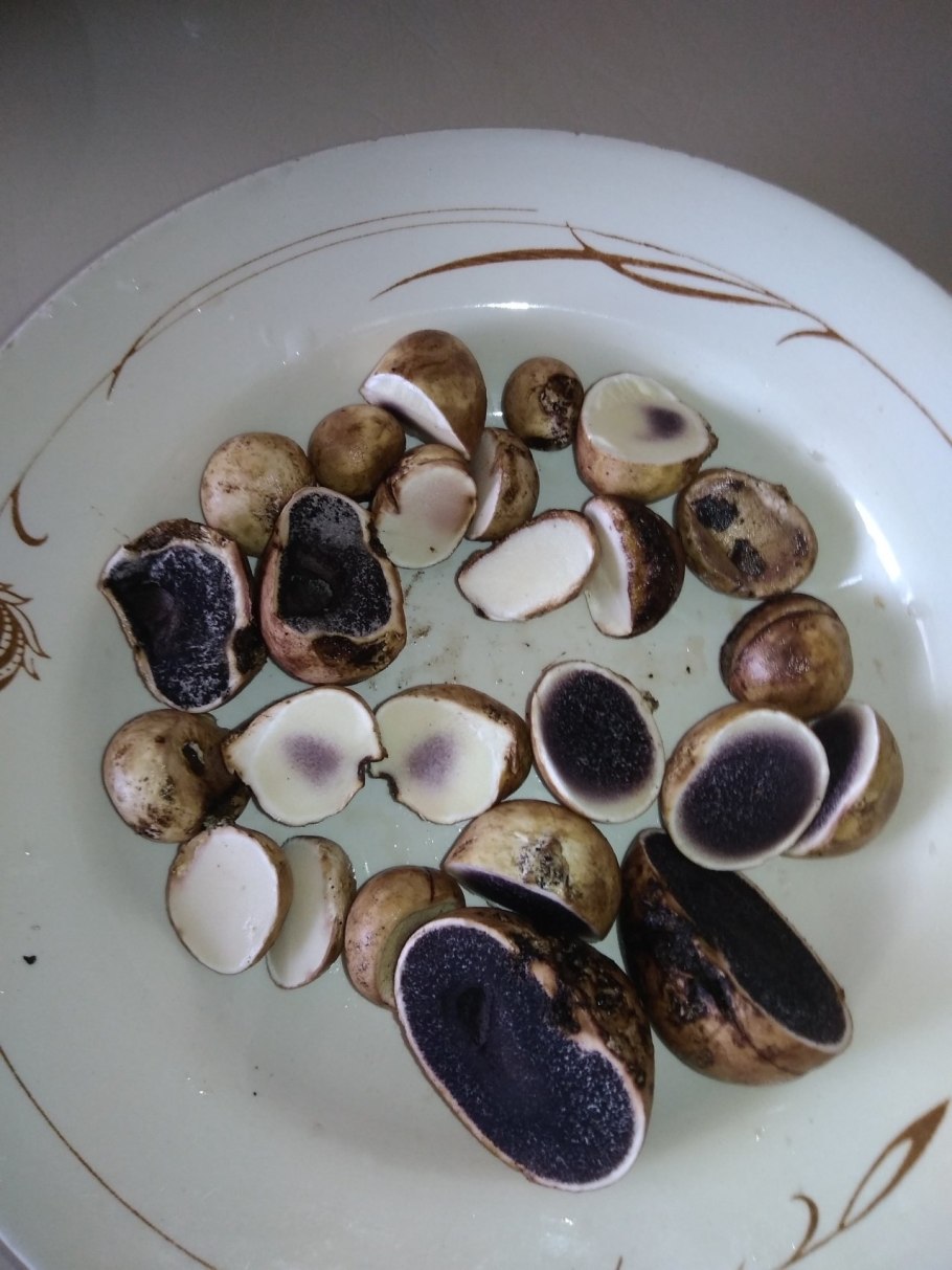 Боровик красивоокрашенный (Boletus pulchrotinctus)