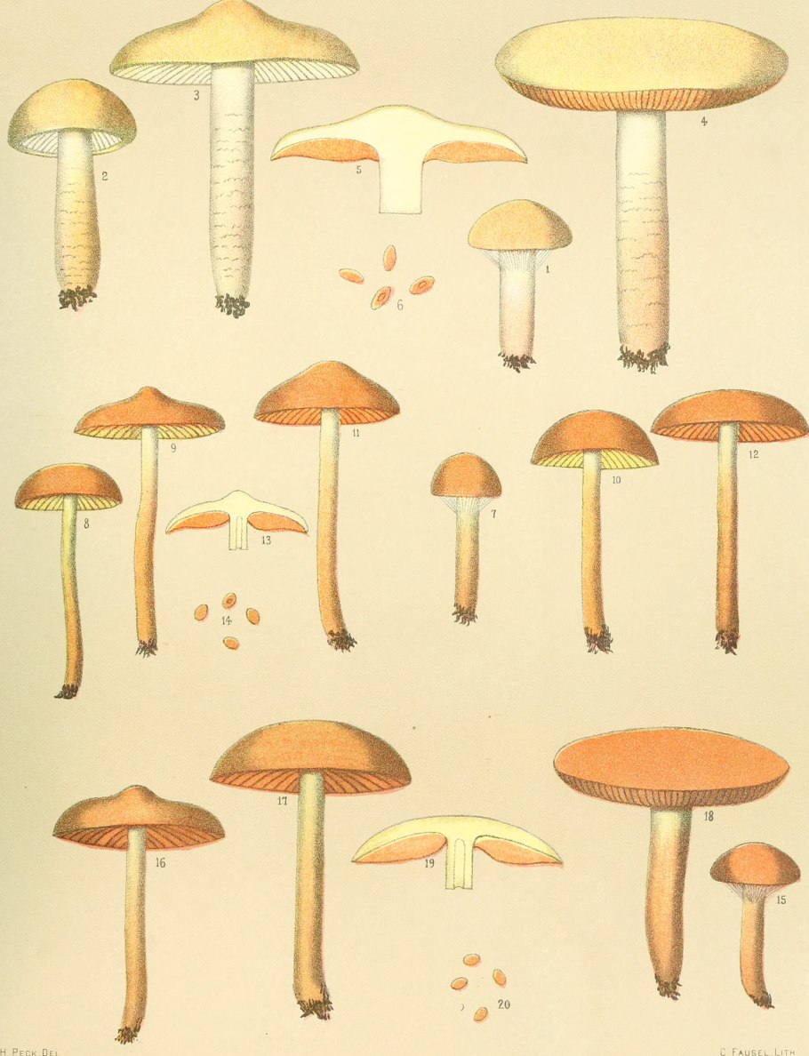 Корзина для грибов