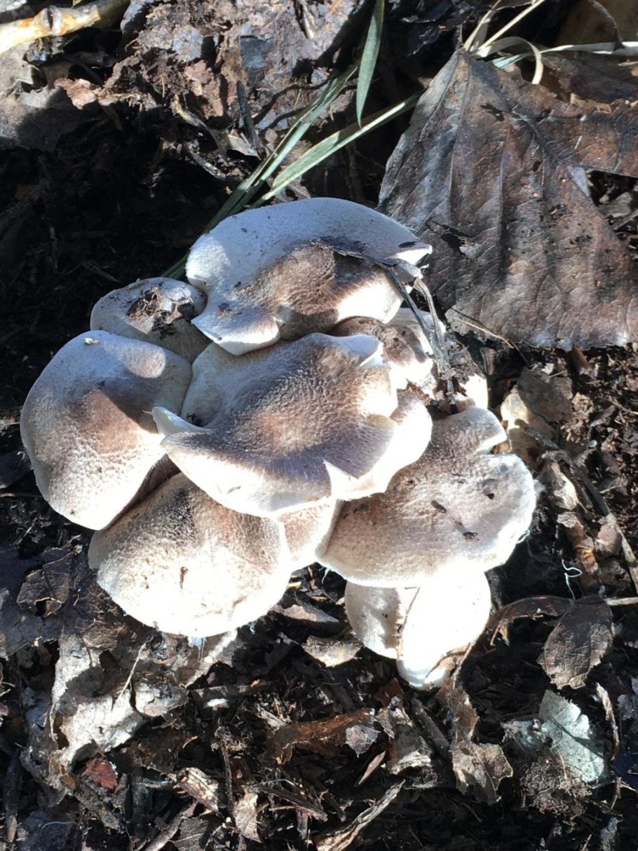 Рядовка тигровая Tricholoma pardinum