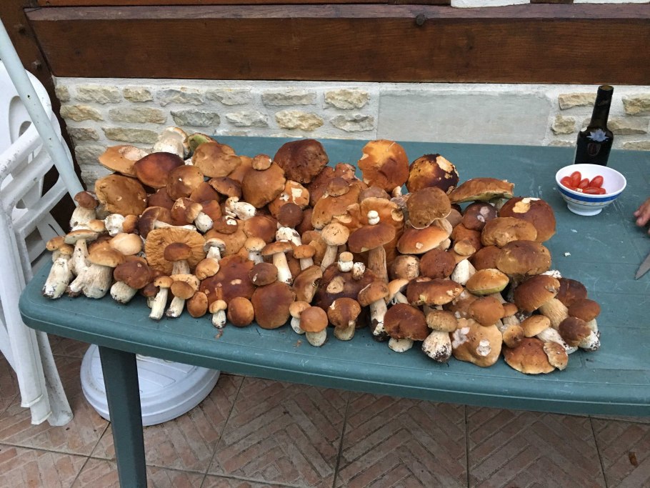 Съедобные грибы кыргызстана