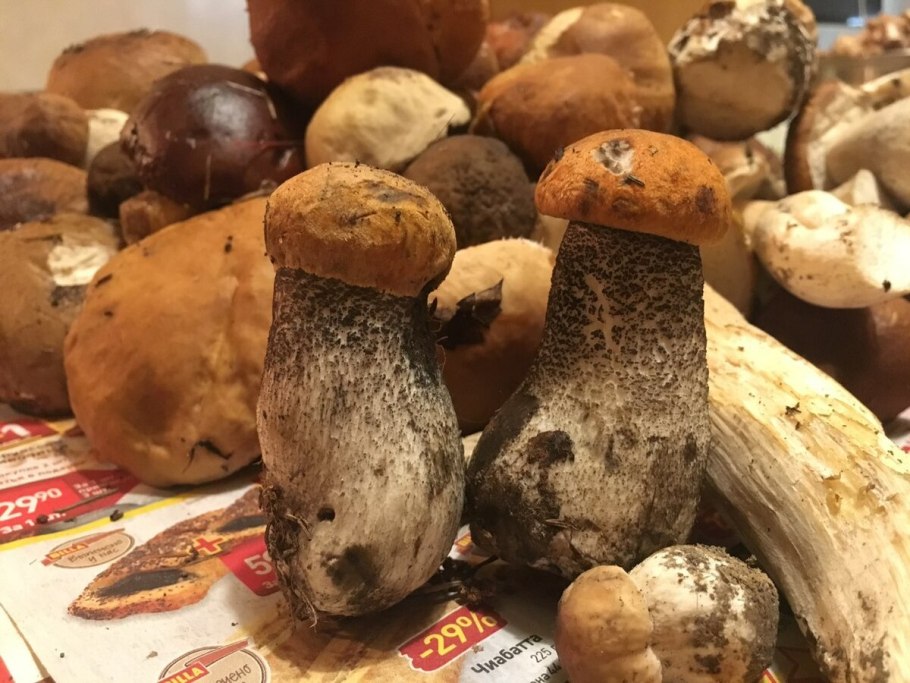 Гриб подосиновик