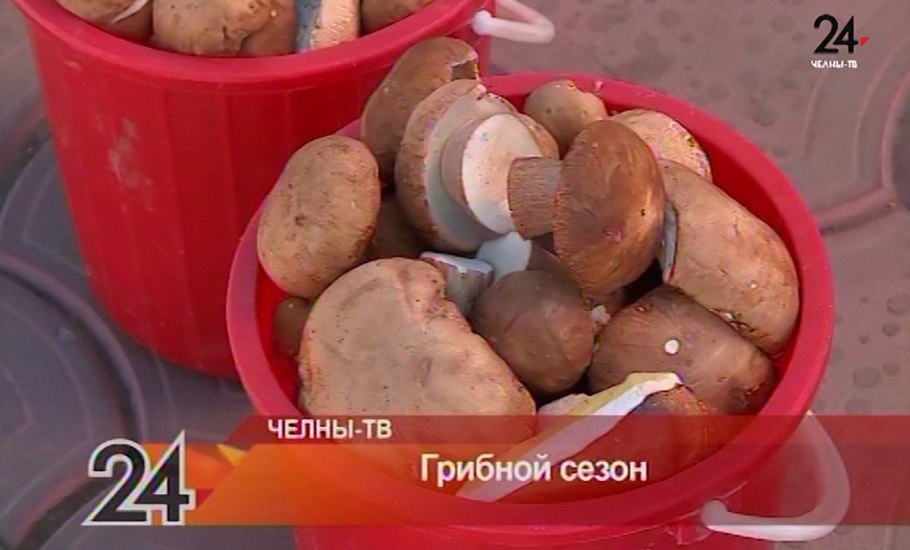 Собирание грибов