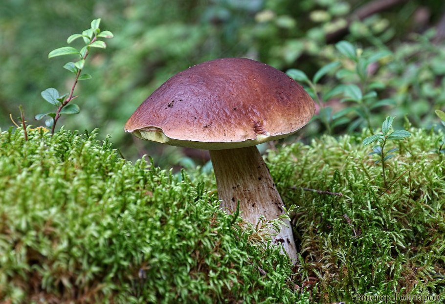 Тополиная рядовка грибы