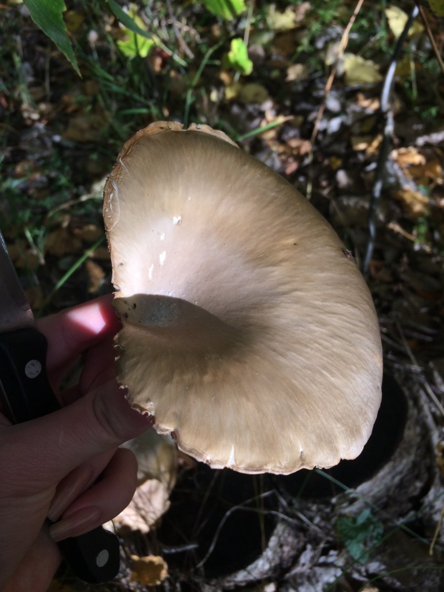 Гриб вешенка устричная