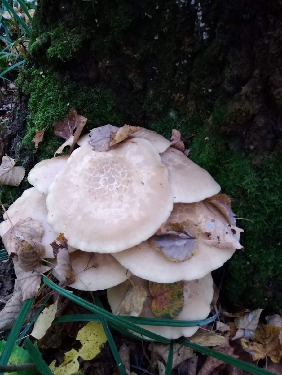 Вешенка ильмовая (ильмовый гриб)