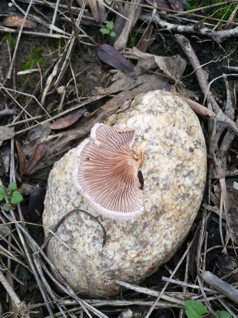 Дальневосточные грибы съедобные