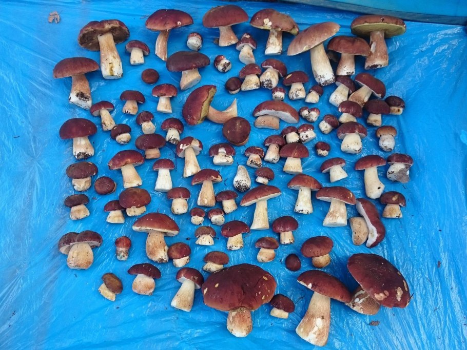 Грибы фото красивые натюрморты