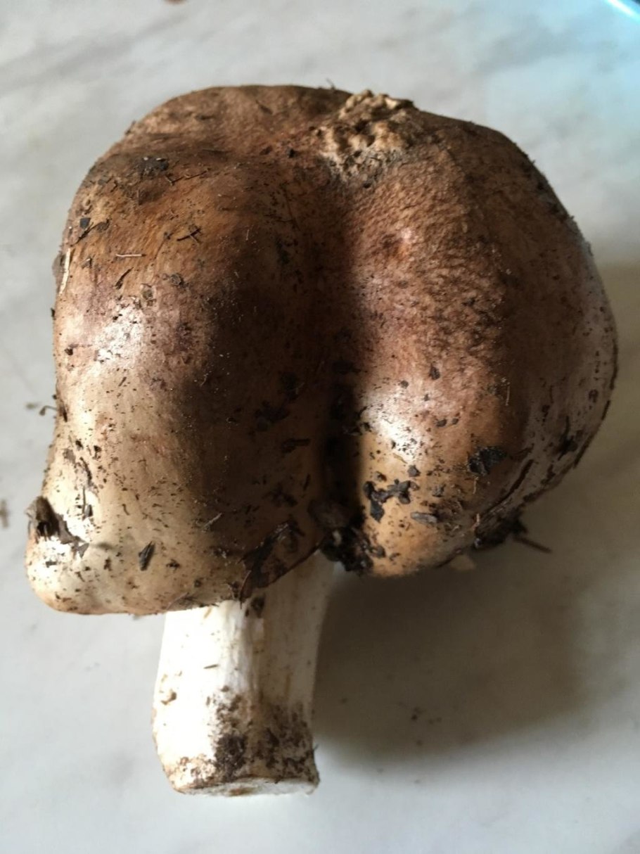 Tricholoma populinum гриб