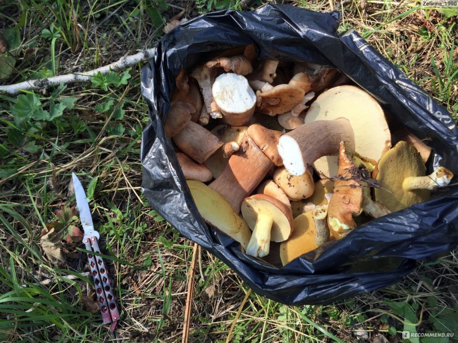 День грибов 16 апреля