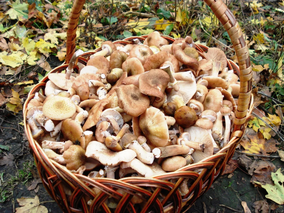 Лес грибы осень опята