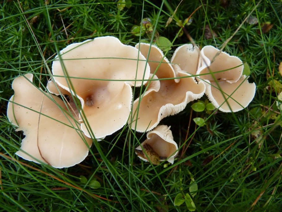 Pleurotus eryngii гриб