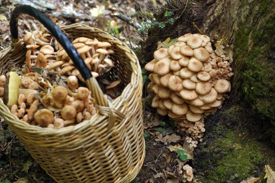 Грибы в сентябре