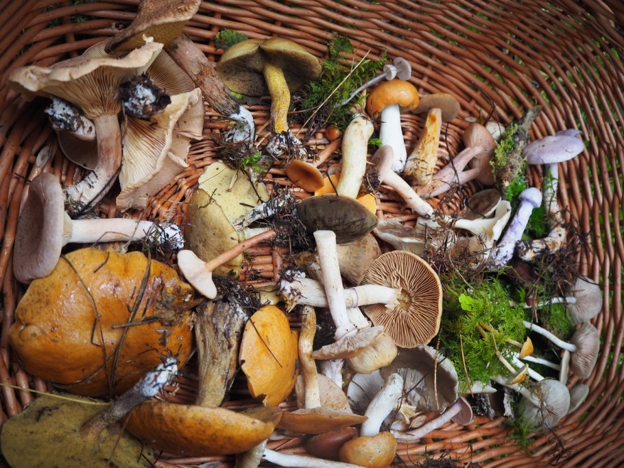 Грибной мир