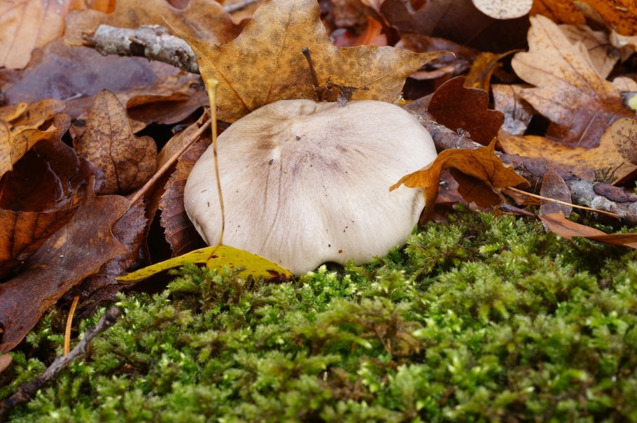 Грибы Ежак Краснодарский край