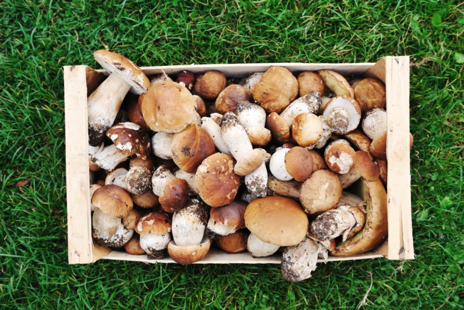 Много грибов