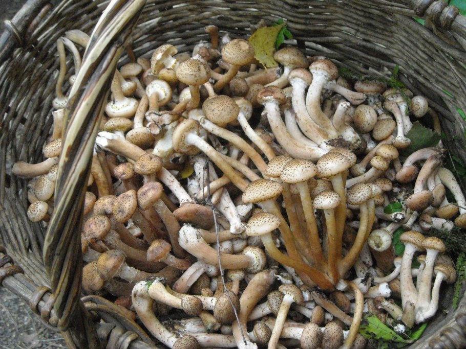 Опята в корзинке