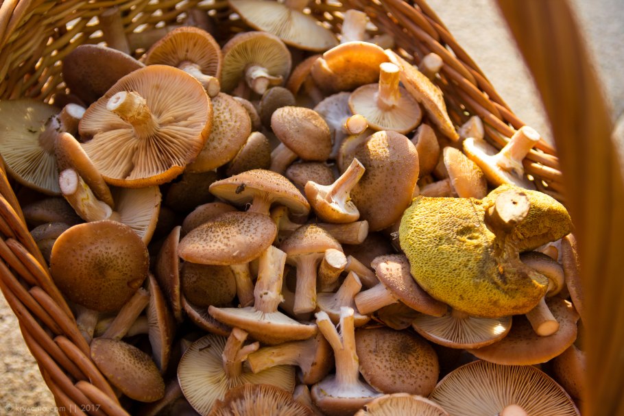 Съедобные грибы в Германии