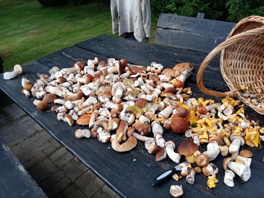 Сбор грибов в Ленинградской области