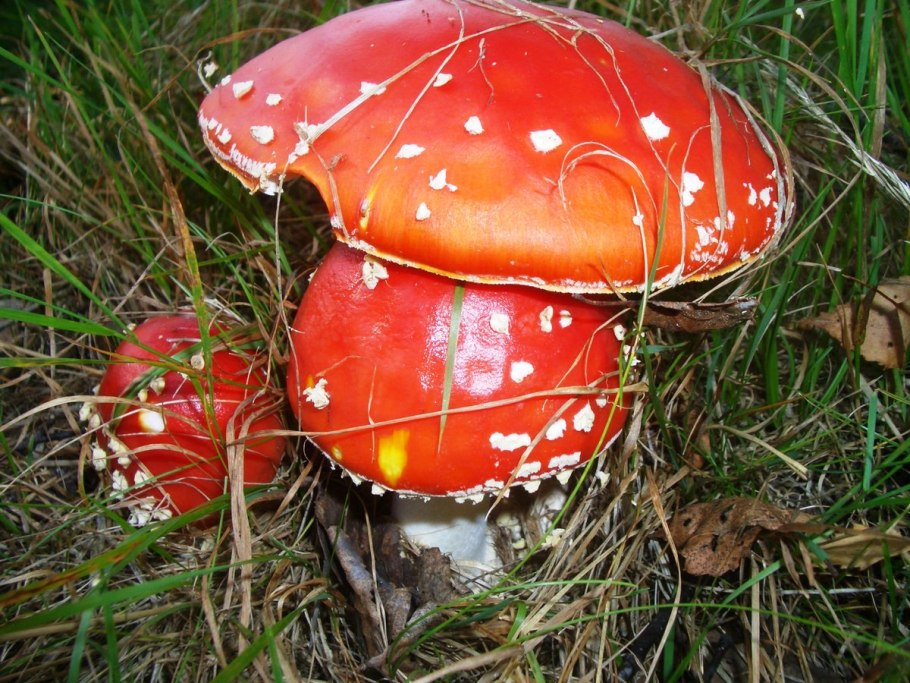 Цвета грибов